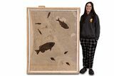 Green River Fossil Fish Mural with Monster Phareodus #356710-10